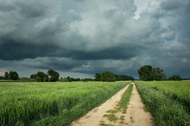 Yeşil buğdaylı ve gökyüzünde kara bulutlu bir toprak yol.
