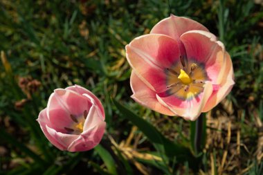 Yeşil çimenlikte iki pembe lale, güneşli bir günde üst manzara.