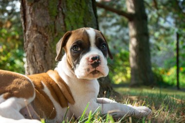 Genç bir boksör köpeği çimenlerde yatıyor, güneşli bir günde manzara