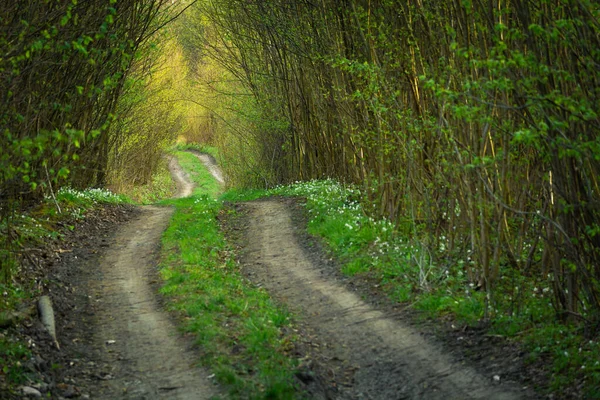 Smutsig Väg Genom Den Täta Skogen Utsikt Över Solig Vårdag — Stockfoto