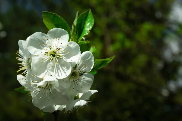 핀하얀 봄날을 배경으로 — 스톡 사진