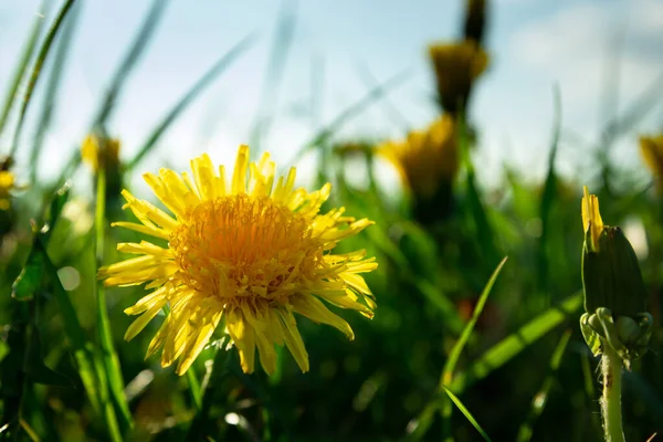 Närbild Gul Maskros Blomma Grönt Gräs Utsikt Över Solig Dag — Stockfoto