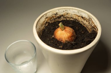 Beyaz bir tencerede çürüyen soğan ve boş bir bardak.