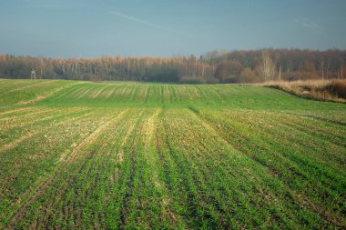Tepedeki bir tarlada küçük fideler, ufukta orman, güneşli bir günde manzara