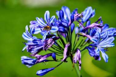 Bal arısı yaz aylarında bahçede mavi mor bir çiçek üzerinde