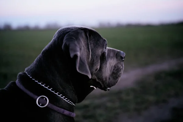 Cane corso köpek sağa doğru mesafe içine arıyorum genç gri. Genç erkek başını tarafta gösterilen.             
