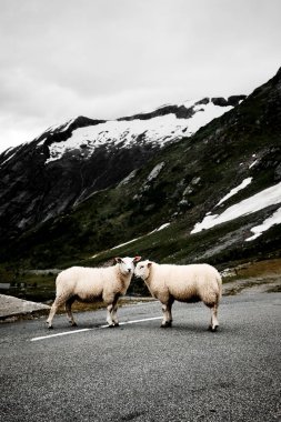 Karda bir yolda iki İskandinav beyaz koyun ayakta Norveç dağlarında şapkalı. Koyun yan yana duran ve kameraya bak.   