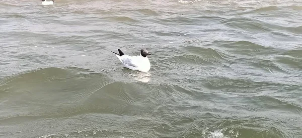 Чорний Череп Який Також Називають Chroicocephalus Ridibundus Triveni Sungamum Allahabad — стокове фото