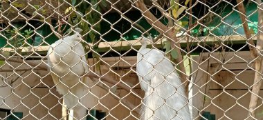 white peacocks from the fence in kolkata, India clipart