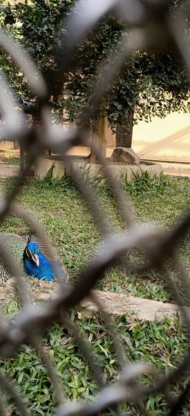 Belo Pavão Cerca Kolkata Índia — Fotografia de Stock