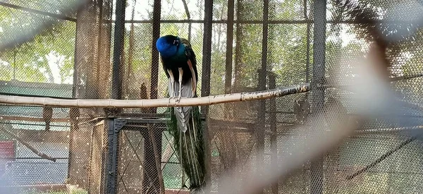 Belo Pavão Cerca Kolkata Índia — Fotografia de Stock