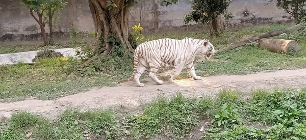 Vit Tiger Eller Blekt Tiger Pigmenteringsvariant Den Bengaliska Tigern Västra — Stockfoto