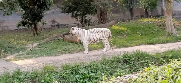 Vit Tiger Eller Blekt Tiger Pigmenteringsvariant Den Bengaliska Tigern Västra — Stockfoto