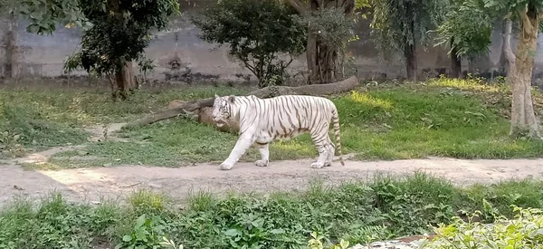 Белый Тигр Отбеленный Тигр Вариант Пигментации Бенгальского Тигра Западной Бенгалии — стоковое фото