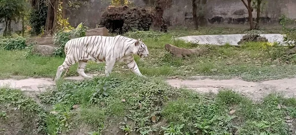 white tiger or bleached tiger is a pigmentation variant of the Bengal tiger in west bengal