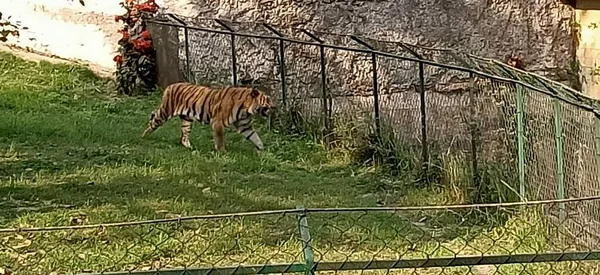 Tigre Dans Cage Dans Ouest Bengale Inde — Photo