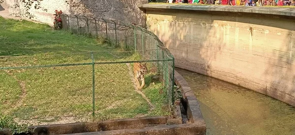 tiger in the cage in west bengal, India