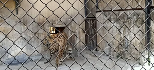 Tigris Kerítésből Nyugat Bengálban India — Stock Fotó