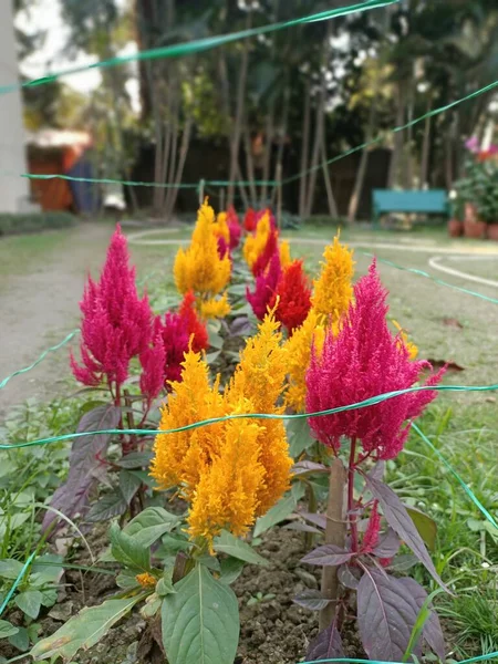 Celosia Argentea Peine Gallo Flores Chinas Lana — Foto de Stock