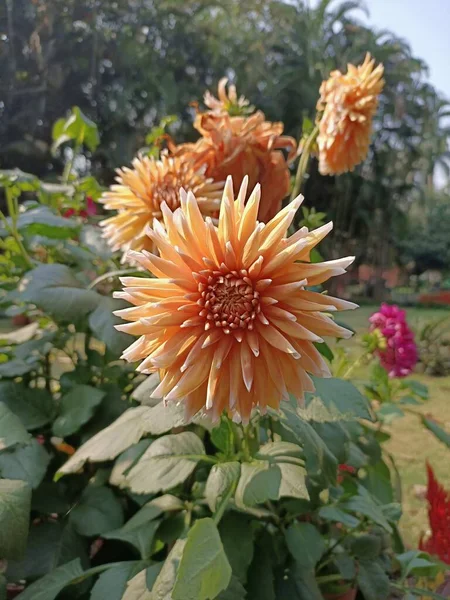 Schöne Kamillenblüte Garten West Bengal — Stockfoto