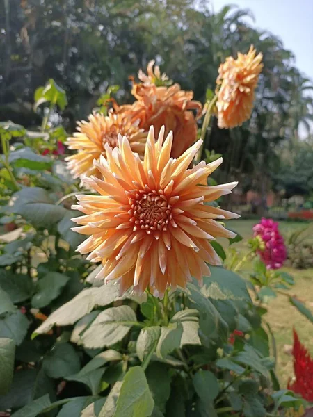Schöne Kamillenblüte Garten West Bengal — Stockfoto