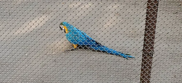 Colorful Parrot Fence Kolkata India — Stock Photo, Image