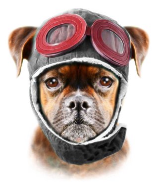 Pilot boxer köpek 