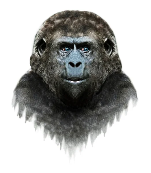 Digital pencil illustration of a gorilla — Stock Photo, Image