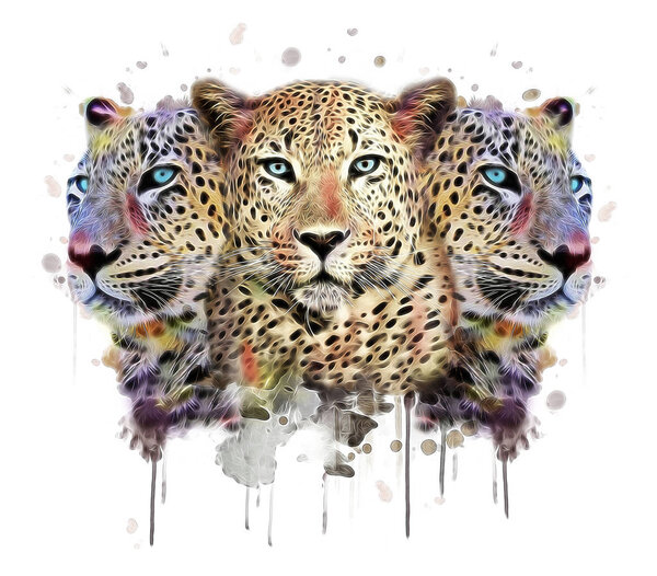 Three wild leopards