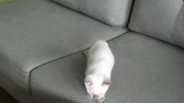 Tay kedi oyun. Yavru kedi