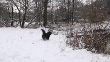Bernese dağ köpeği. Kış. Oyun