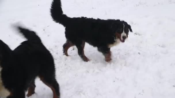 Cane Montagna Bernese Inverno Gioca — Video Stock