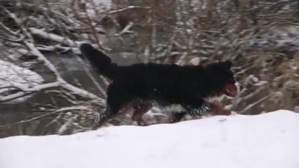 Berner Sennenhond Winter Spelen — Stockvideo