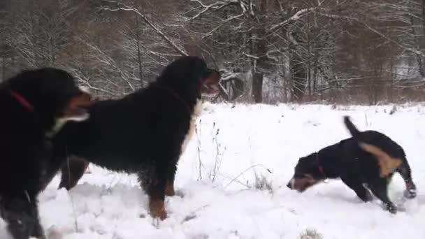 Cane Montagna Bernese Inverno Gioca — Video Stock