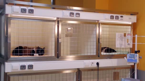 Ветеринарная Клиника Дроппер Животное После Операции Собака Кошки — стоковое видео
