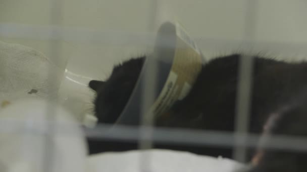 Gato Clínica Veterinaria Después Cirugía — Vídeos de Stock
