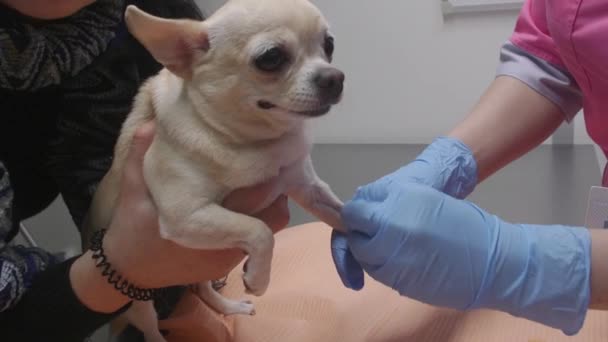 Teste Sangue Cão Veterinário Chihuahua Pequena Filhote Cachorro — Vídeo de Stock