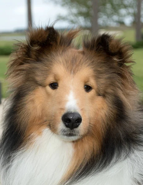 Acercamiento Cara Amigable Joven Adulto Shetland Sheepdog Una Raza Perro — Foto de Stock