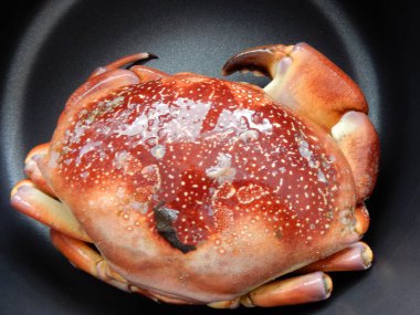 Karayipler 'e yelken açarken yakalanmış ve pişirilmeye hazır. 