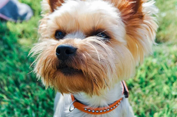 Cutie little dog. Portrait of little beautiful yorkshire terrier sitting on the grass outdoors