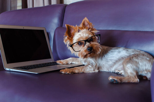 Где мой документ? Маленький красивый йоркширский терьер в очках с ноутбуком, лежа на диване в помещении
