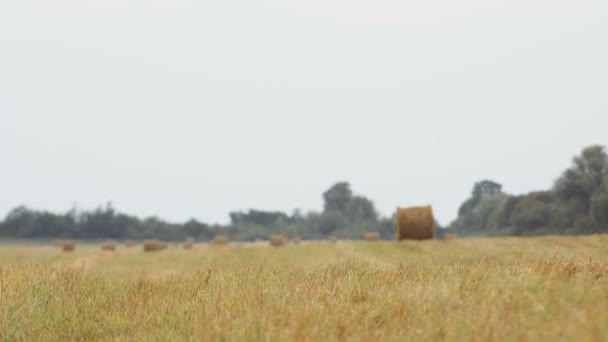 Un campo con balle di paglia. Una giovane ragazza in abito bianco e un cappello di paglia corre intorno al campo e tiene tra le mani una valigia di paglia. — Video Stock