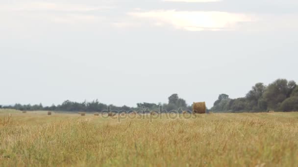 Un campo con fardos de paja. Una joven con un vestido blanco y un sombrero de paja corre por el campo y sostiene en sus manos una maleta de paja — Vídeos de Stock