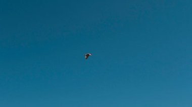 Bir mavi gökyüzü arka plan Adriyatik Denizi üzerinde bir martı uçar