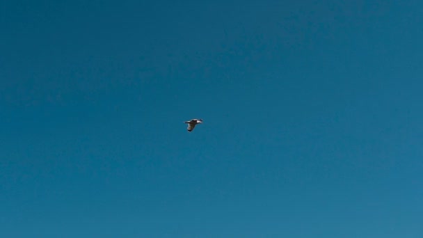 En fiskmås flyger över Adriatiska havet mot en blå himmel bakgrund — Stockvideo