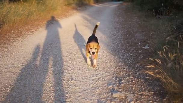 Um bom cão caminha em um parque de pinheiros ao pôr do sol — Vídeo de Stock