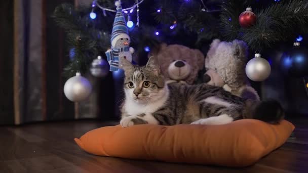 Lille smuk kat leger på juletræet, juleferie, aften – Stock-video