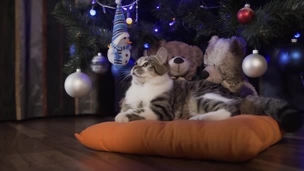 Um pequeno gato adorável está deitado em um travesseiro laranja sob uma árvore de Natal decorada com bolas decorativas. Feriados de Natal, noite — Vídeo de Stock