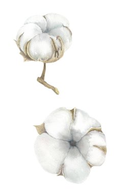 Beyaz arkaplanda pamuk çiçeği