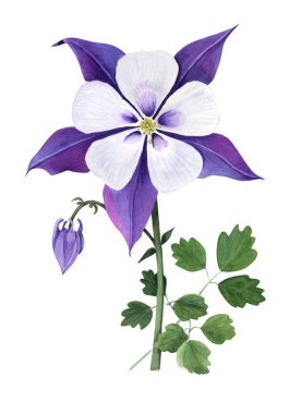 Bud ve yaprakları ile mor aquilegia